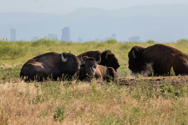 U.S. Fish and Wildlife Service Headquarters Follow Bison at Rocky Mountain Arsenal National Wildlife Refuge