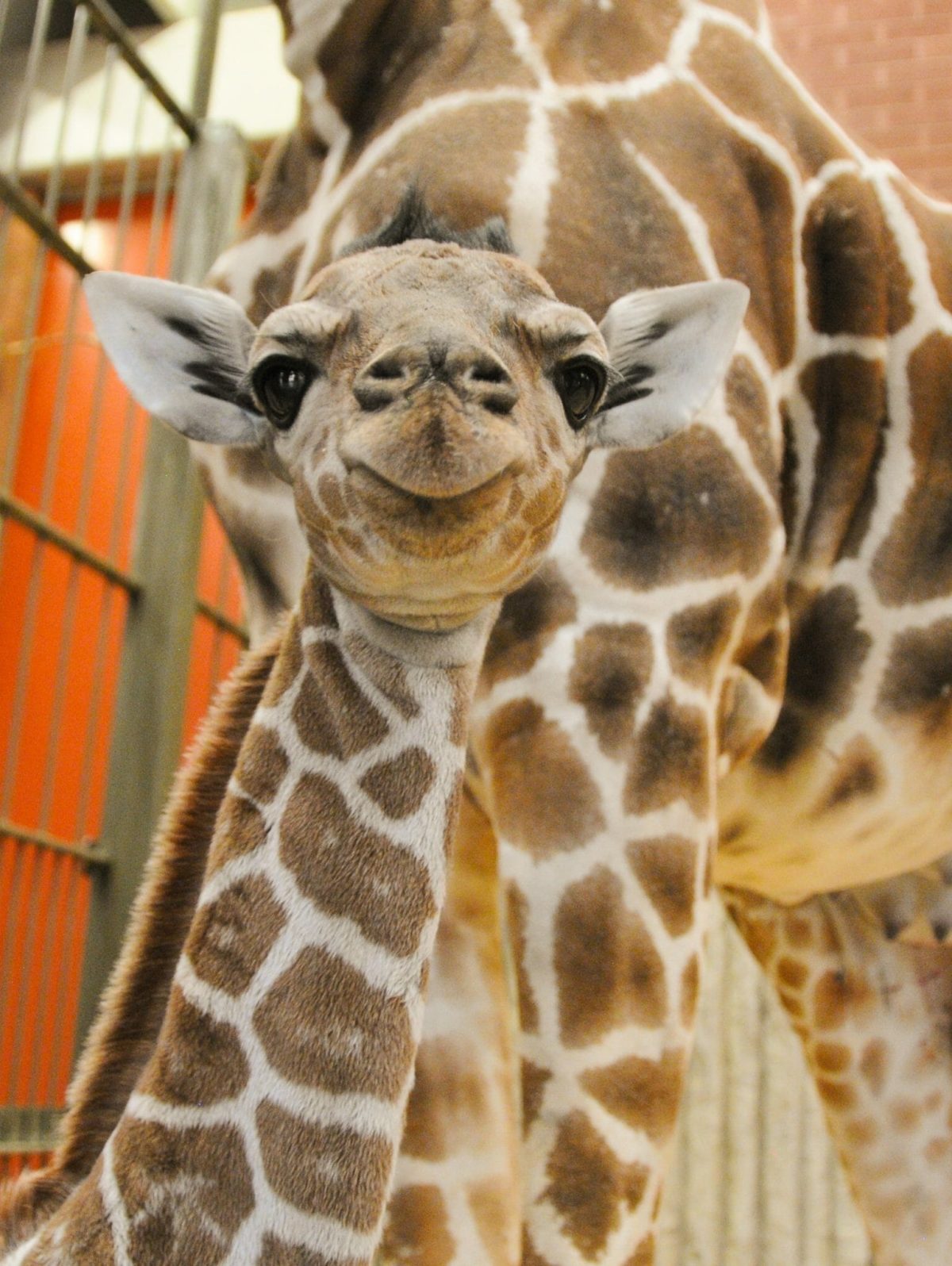 Dobby, reticulated giraffe Born: February 28, 2017 Credit Denver Zoo