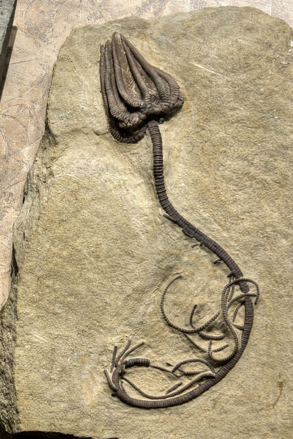 Chuck Sutherland Agaricocrinites sp. fossil, McClung Museum, Knoxville, Tennessee