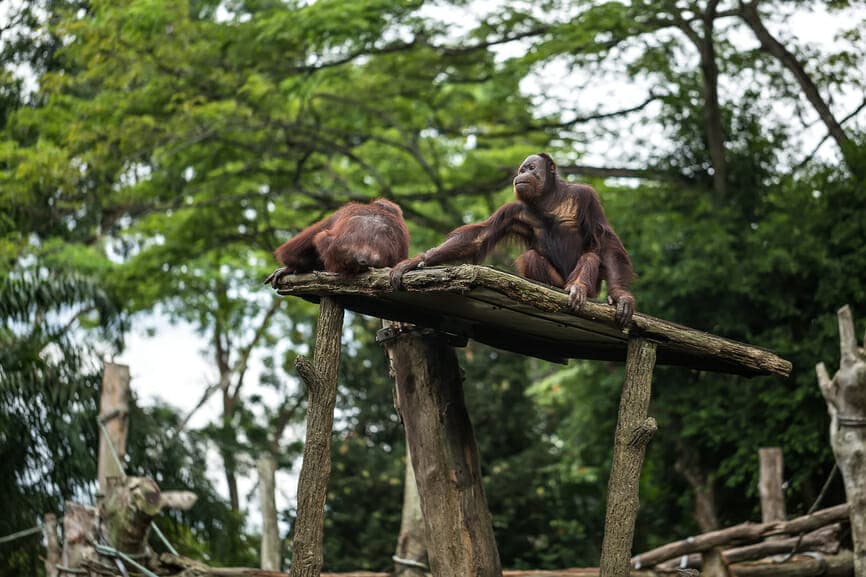 Two brown gibbon monkeys sit on the wooden platform.