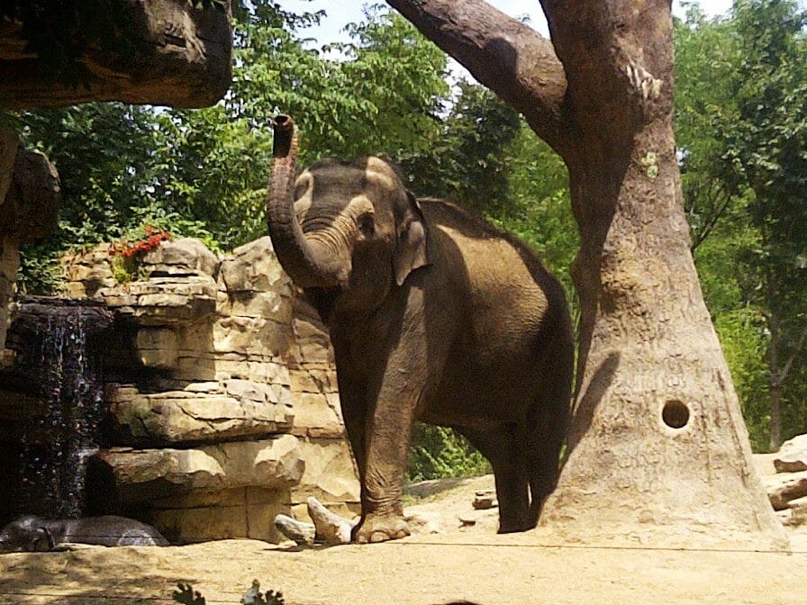 St. Louis Zoo Credit Danielle Breshears