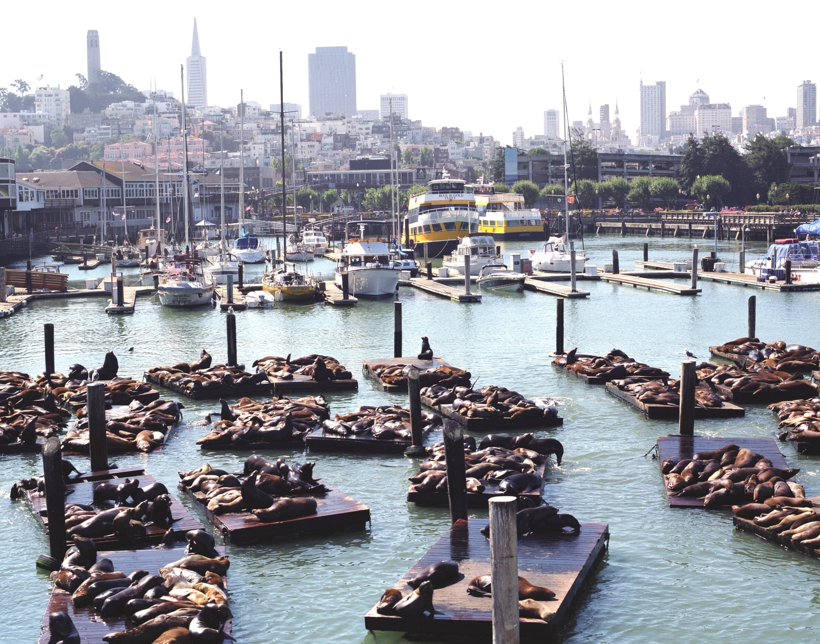Sea lions at Fisherman's Wharf San Francisco Travel Association Photo