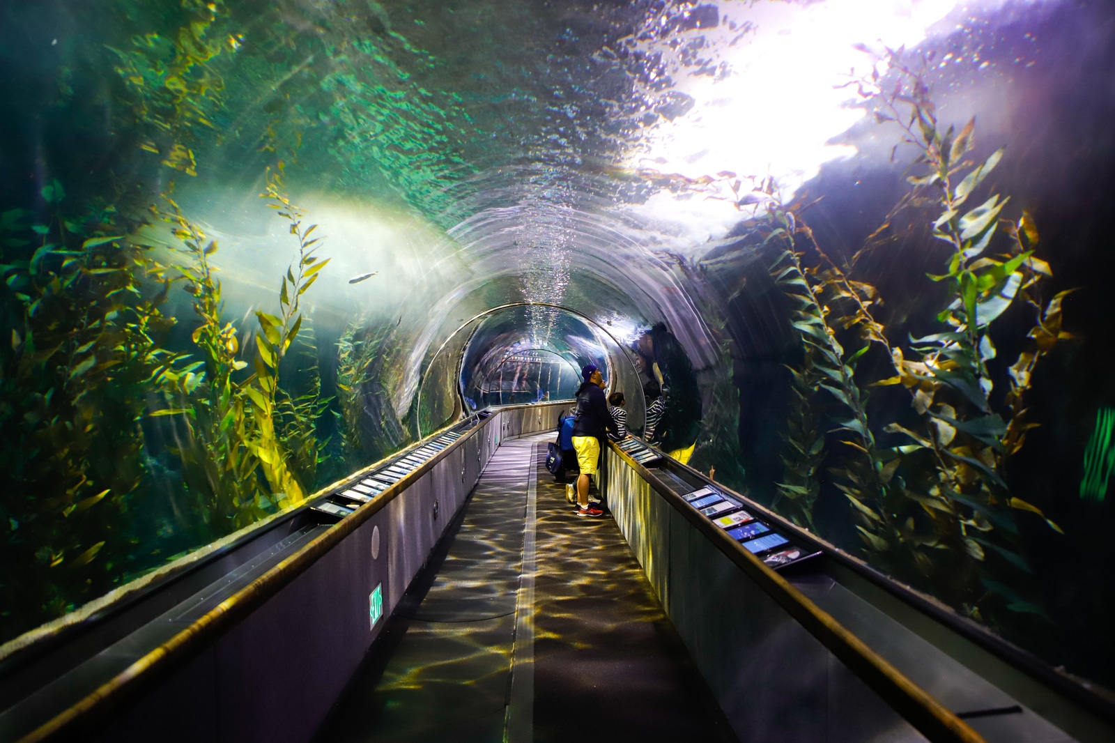 Aquarium of the Bay San Francisco Travel Association Photo