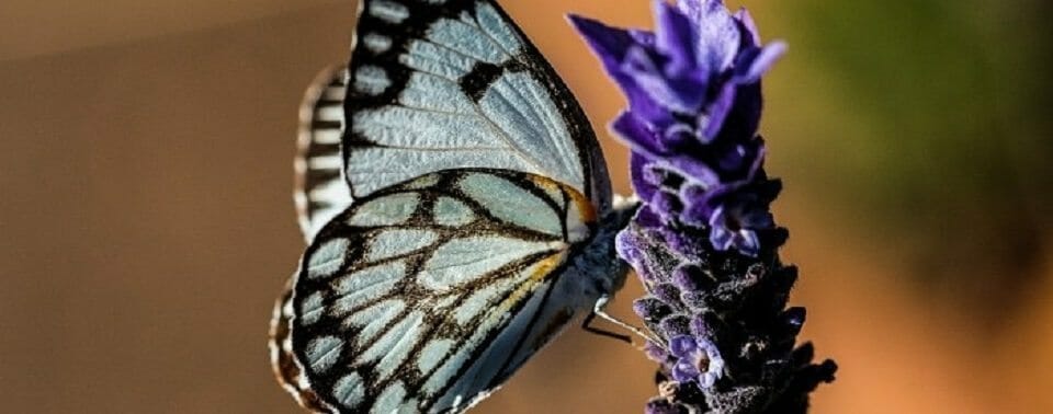 butterfly-374087_1920-700x460