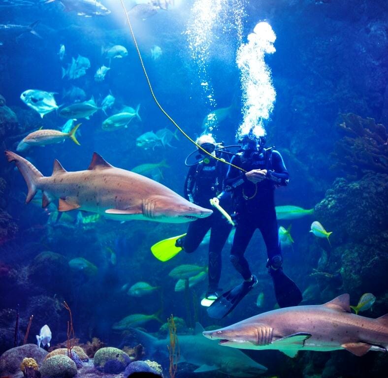 Scuba Diving at The Florida Aquarium