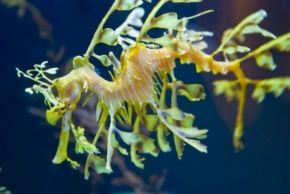 Birch Aquarium