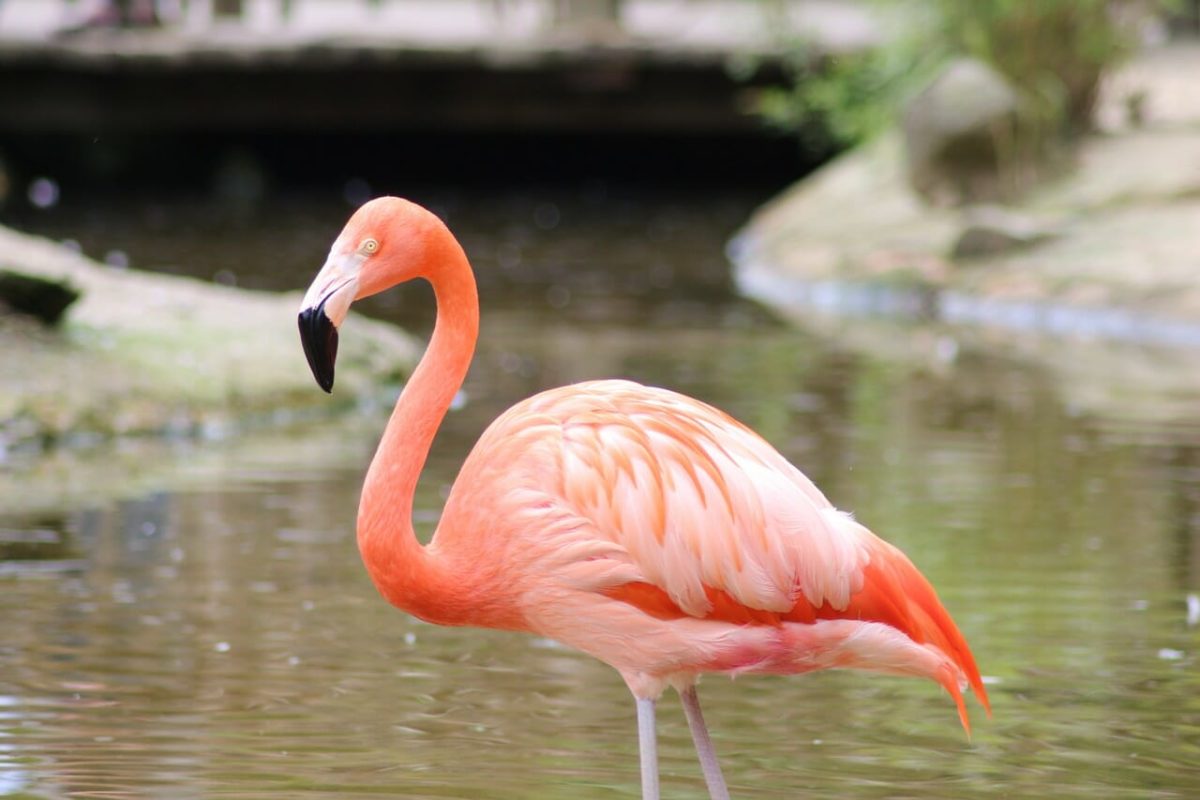 Flamingo at Zoo Pixabay Public Domain 