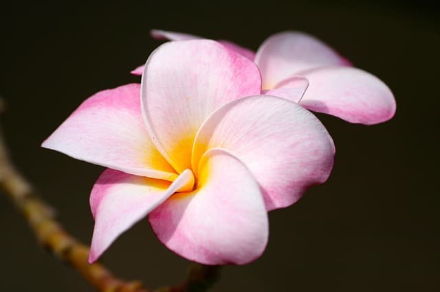 Hawaii Tropical Botanical Garden Pixabay Public Domain 