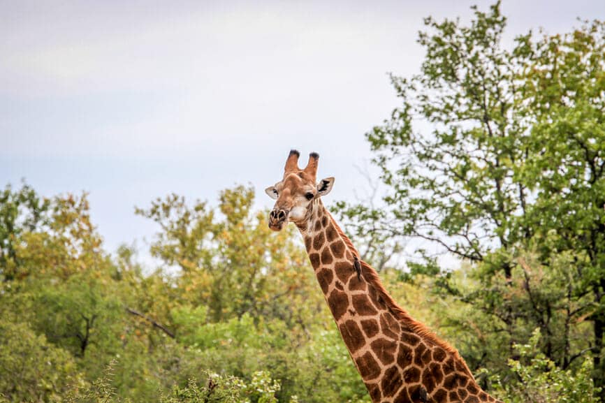 Giraffe starring at the camera in the Kruger National Park, South Africa.