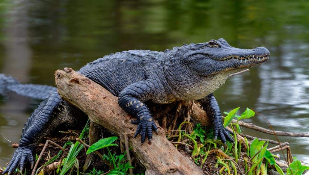 Alligator sunbathing on log