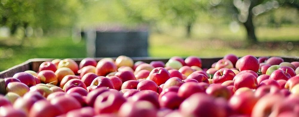 Apple Orchard Pixabay Public Domain 