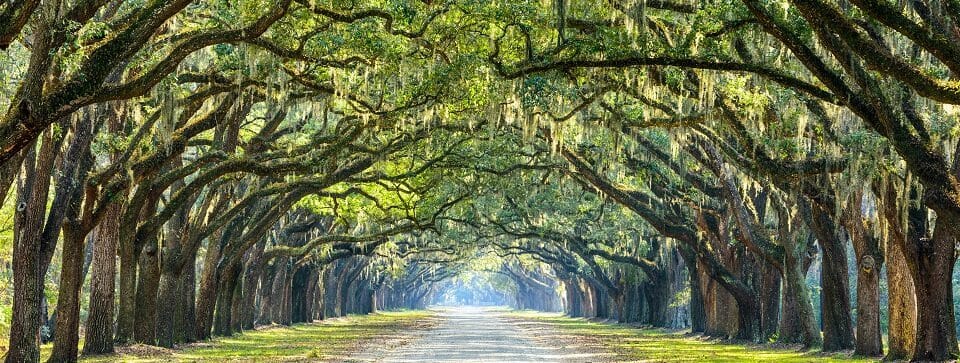 Savannah, Georgia, USA oak tree lined road at historic Wormsloe Plantation.