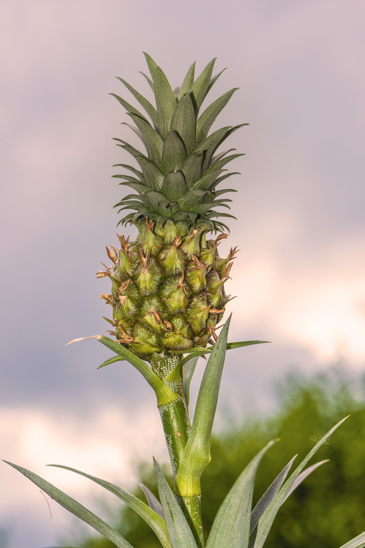 Pineapple Pixabay Public Domain