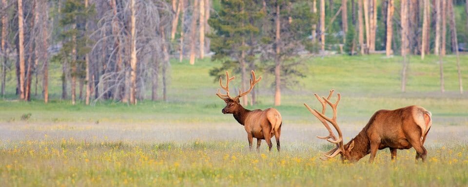 Two bull elk with velvet covered antlers graze in a field of wild flowers.