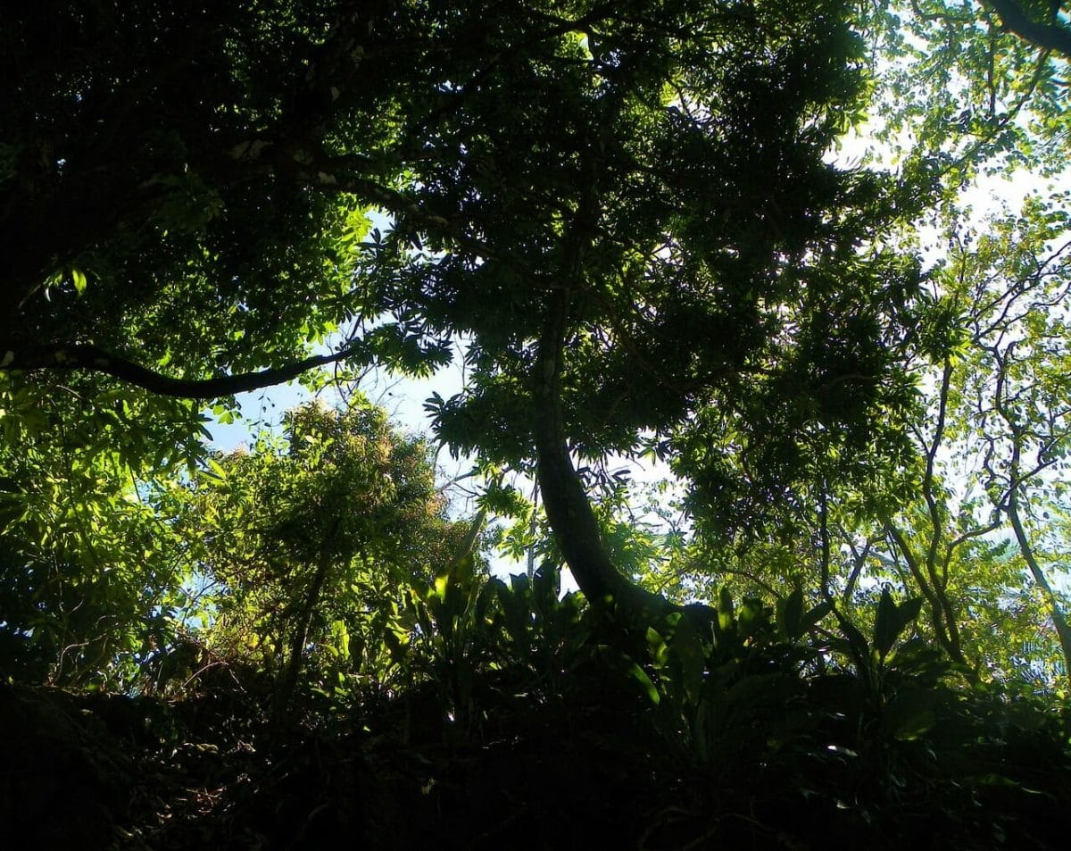 Costa Rican Rainforest 
