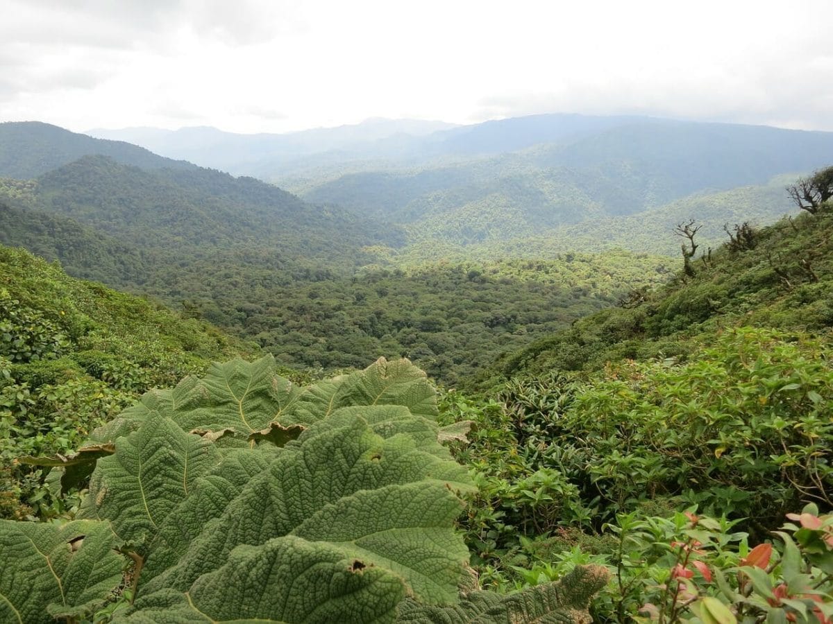 Monteverde Cloud Forest 