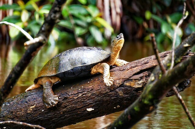 River Turtle