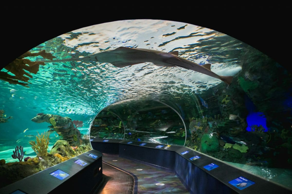 credit Ripley’s Aquarium of Canada
