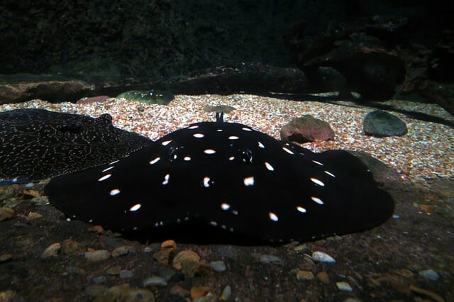 Spotted Stingray Houston Aquarium Pixabay Public Domain 