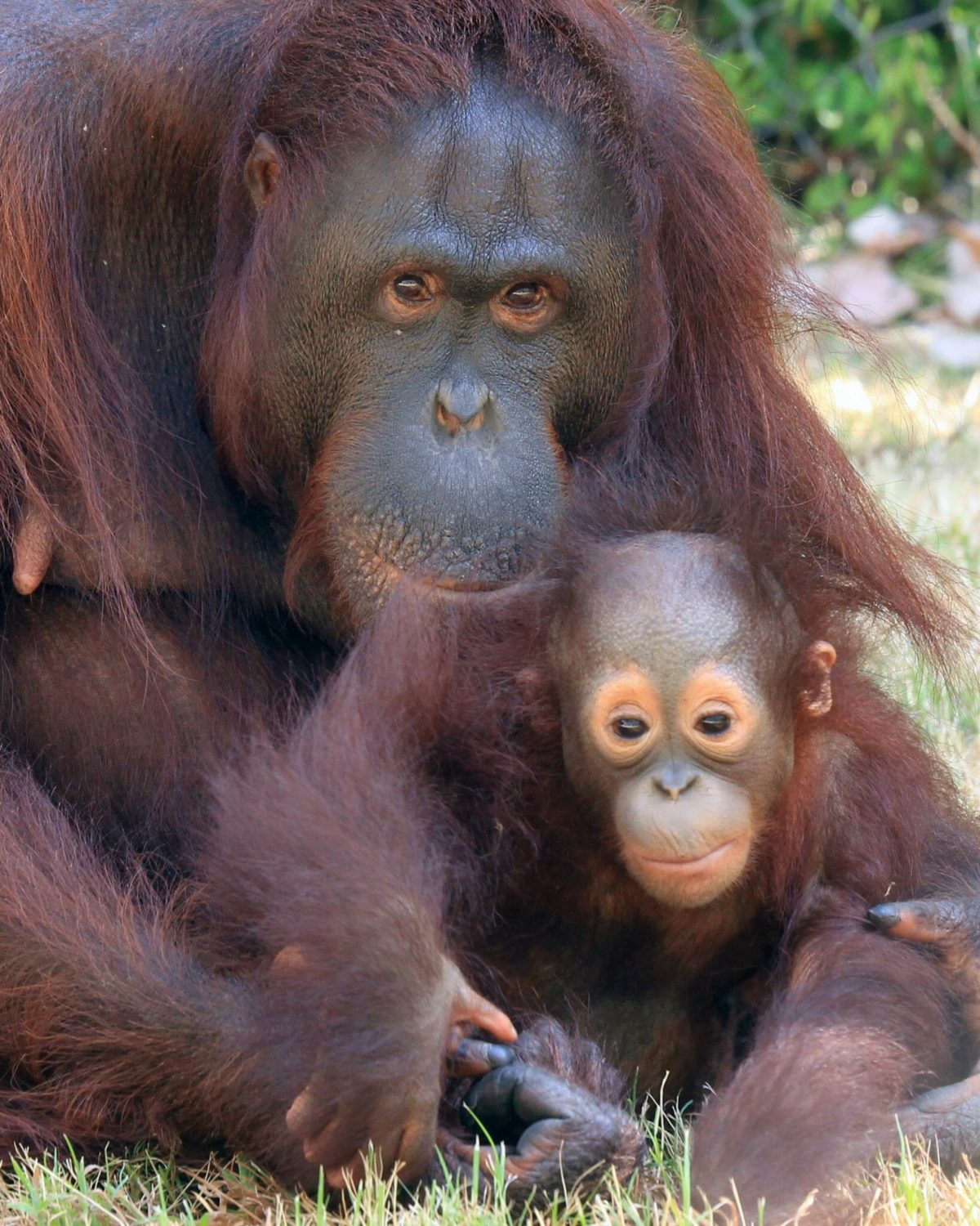 Mei and baby Razak. Credit Cameron Zoo Park