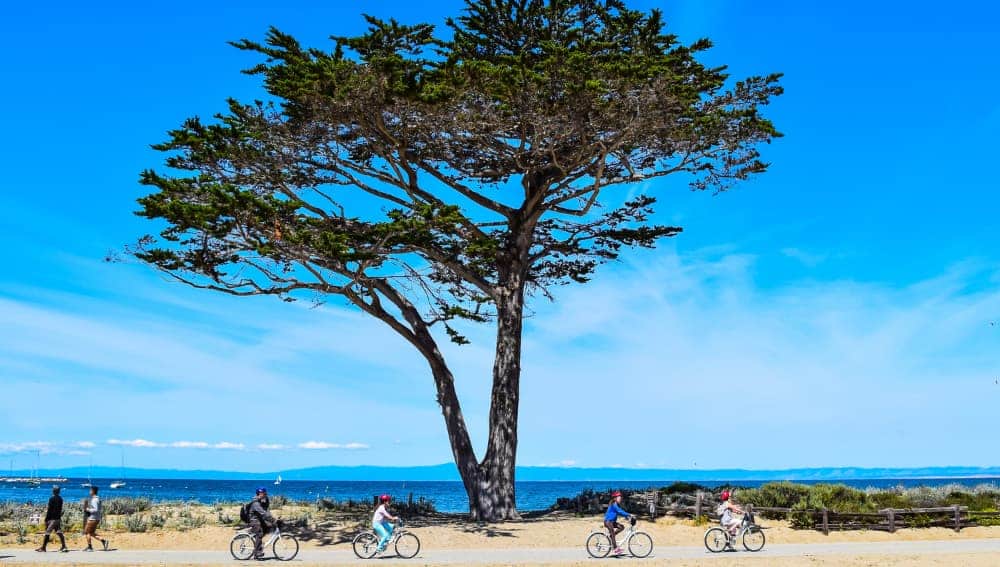 Bike riders and walkers enjoy an active lifestyle and Cypress Tree (Cupressus macrocarpa) on the Monterey Bay Coastal Trail on clear day on the central coast of California.