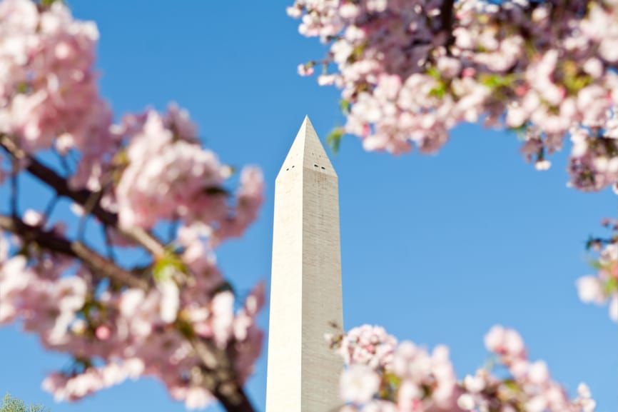 Springtime at the Washington Monument framed by pink cherry blossoms. Washington, DC, United States.