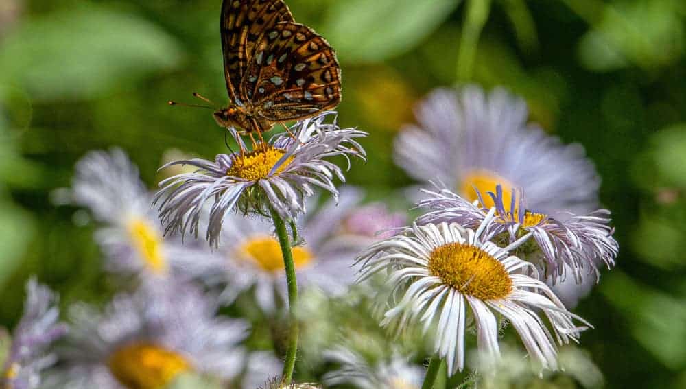 Butterfly perched on flower