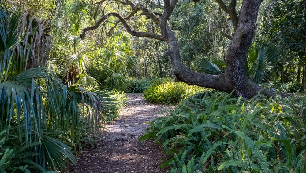 Walking path through lush ferns and trees