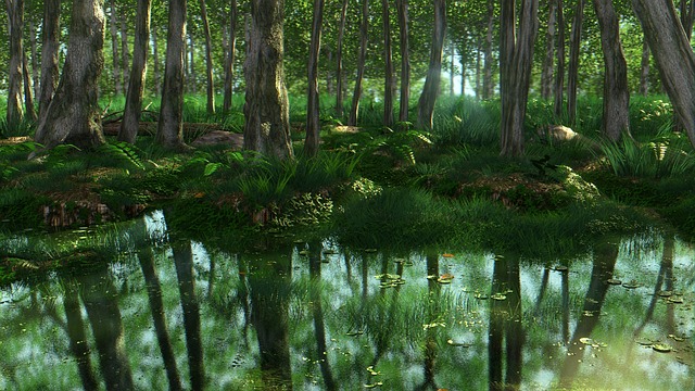 Swamp Land Ferns Pixabay Public Domain 