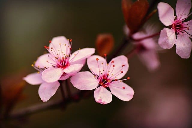 Cherry Blossom Pixabay Public Domain 