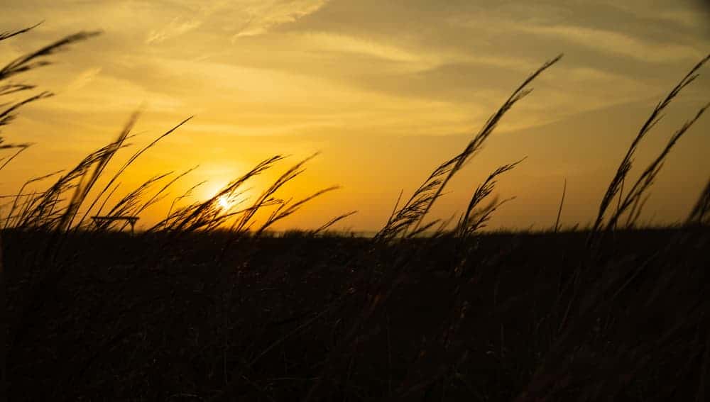 Tall grass silhouetted against the sunset at Laguna Madre, Texas