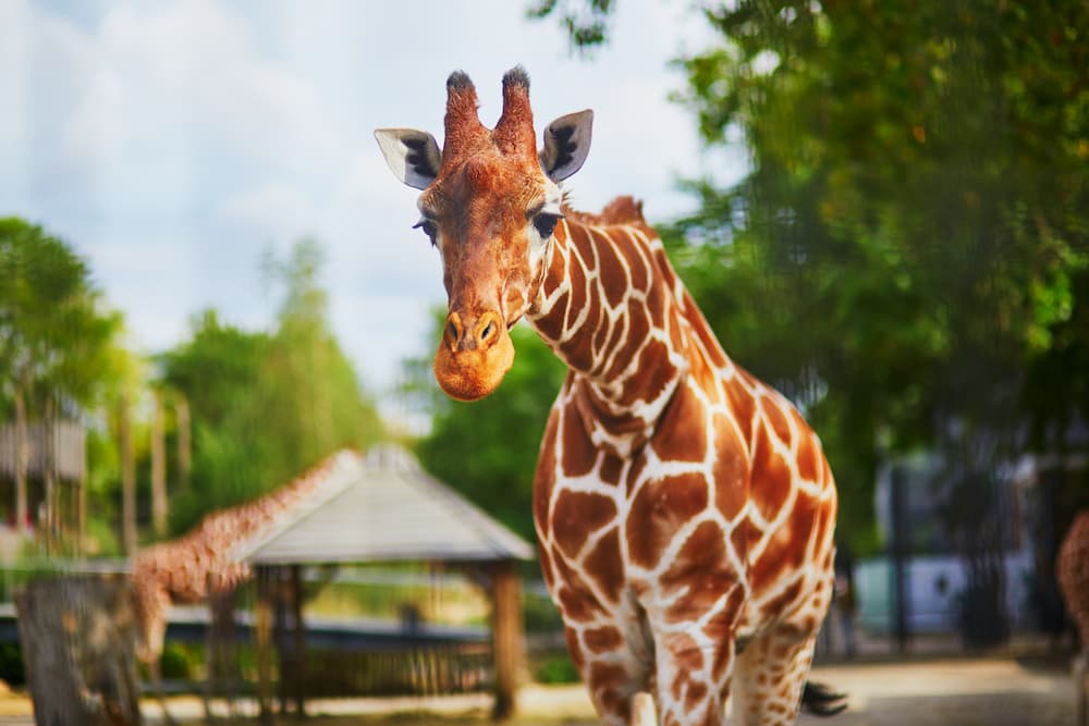 Giraffe at zoo