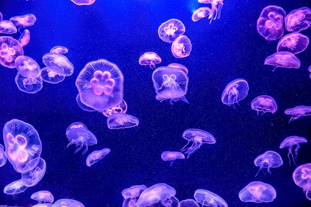 Moon jellyfish glowing in blue and purple light inside a tank at the Jellyfish Museum