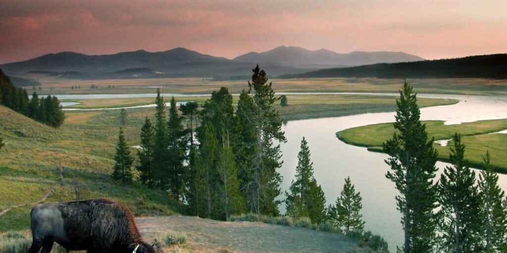 National park with bison and river