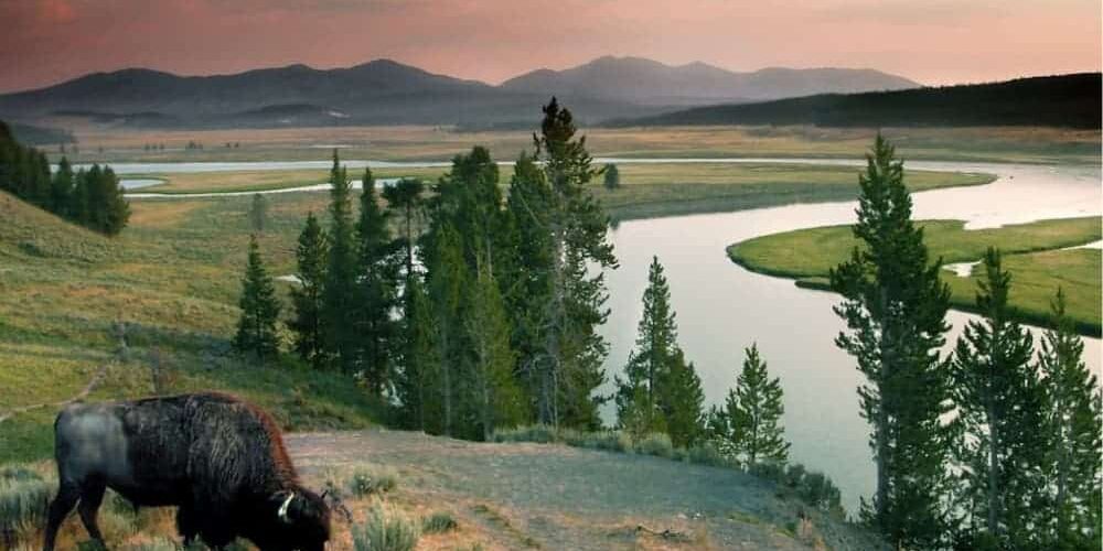 Bison grazing by a river in a U.S. National Park